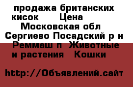 продажа британских кисок!!! › Цена ­ 2 000 - Московская обл., Сергиево-Посадский р-н, Реммаш п. Животные и растения » Кошки   